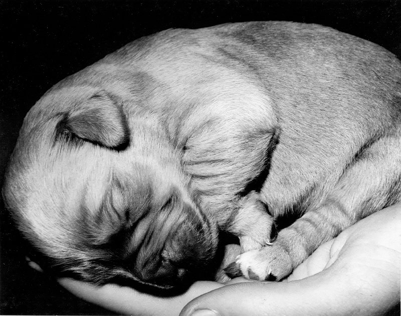 Week-old Golden Retriever 